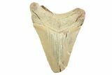 Serrated, Fossil Megalodon Tooth - Georgia #338782-1